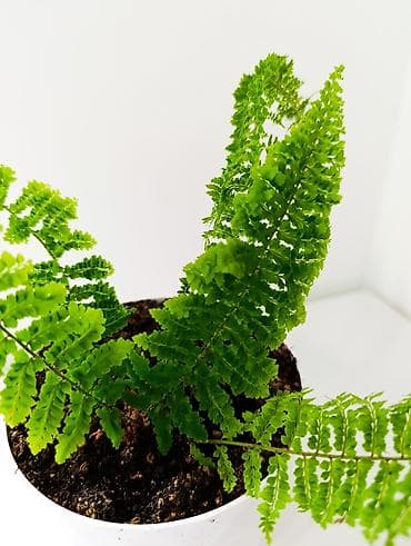 бабл шар: Папоротник комнатный (в пластиковом горшке) - Компактный папоротник с — 2