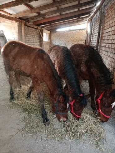 французский бульдог цена щенка: Продаю | Жеребенок | Для разведения | Племенные — 2