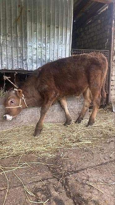 волчьи зубы: Продаю | Тёлка | На откорм | Привязанные — 4