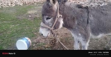 эшек жаныбар: Осёл рабочий (домашний скот) Описание: - Порода: домашний осёл — 5