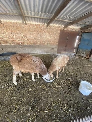Зоотовары: Продаю | Овца (самка) | Для разведения — 1