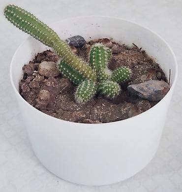 теща: Спатифиллюм, женское счастье, большой Обильно цветущий- большой — 8