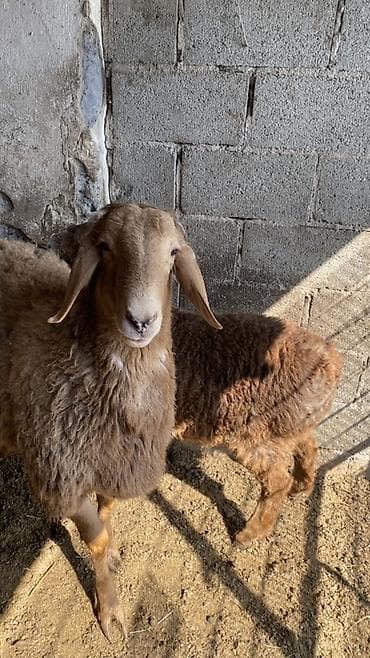 Продаю | Овца (самка) | Для разведения | Племенные, Осеменитель