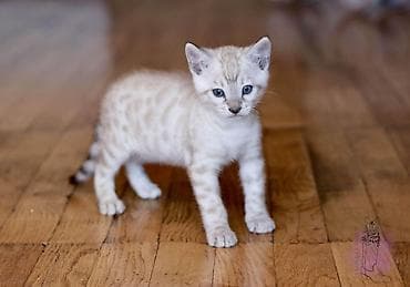 рыбки аквариум: Бенгальский последний котенок 1,5 месяца девочка окраса снежный — 3