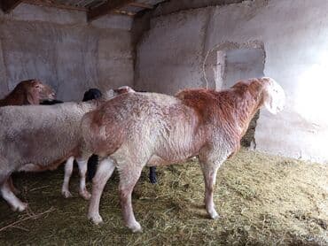 дойних коров: Продаю | Овца (самка) | Арашан | Для разведения | Племенные — 3