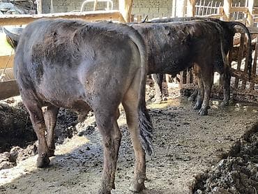 байтал минги: Продаю | Бык (самец) | На откорм | Привязанные — 5