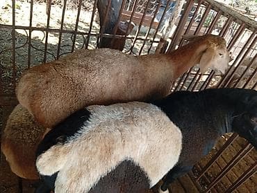 жылкы жаныбар: Сатам | Ургаачы кой (ургаачы), Козу, Кочкор (эркек) | Гиссар, Аргын, Меринос | Союуга, Көбөйтүү үчүн | Жасалма жол менен боозутуу, Ургаачы — 6
