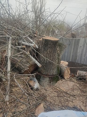 копти: Дрова Тополь — 2