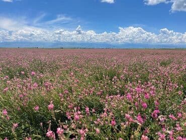 купить саженцы цветов в бишкеке: Коп жылдык эспарцет уругу. Уроончулук чарба "Победитель" Ысыккол обл — 7