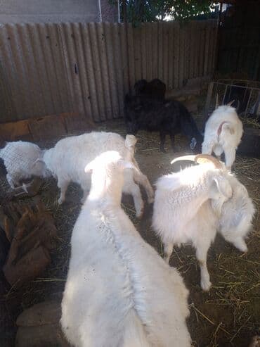 собака бульдок: Продаю | Коза (самка), Козёл (самец), Козлёнок | Зааненская, Битал | Для разведения, Для молока | Племенные, Котные, Осеменитель — 27