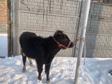 Продаю | Музоо, торпок | На откорм | Привязанные