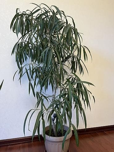 Фикус Али (Ficus binnendijkii), крупное комнатное дерево. - Высота