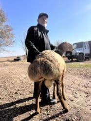 ошейник для алабая купить: Продаю | Баран (самец) | Арашан | Для разведения | Осеменитель, Племенные — 4