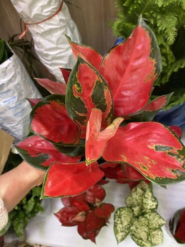 Бөлмө өсүмдүктөрү: Коллекция комнатных растений и черенков: - Сансевиерии (сансевьера — 10