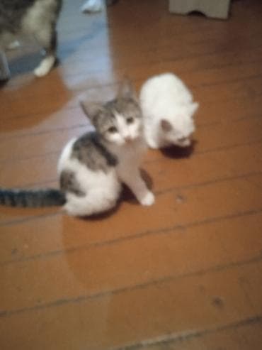 животные кошка: Котята и молодые кошки разных окрасов бесплатно - Домашние котята из — 6