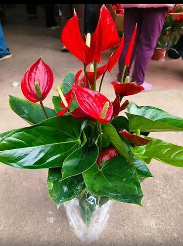 Лилиялар: Доставка по городу бесплатно 🪴 Для офисов,салонов и коммерческий — 9