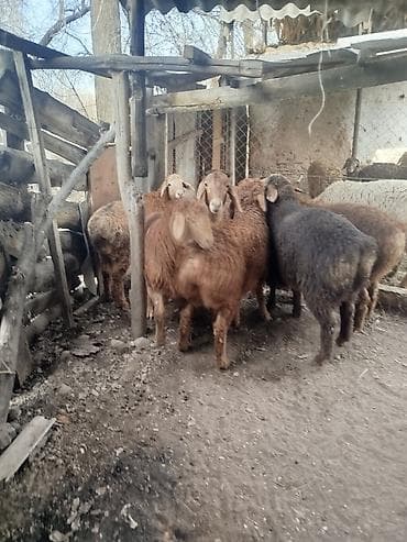 сладкий кукуруз: Продаю | Баран (самец) | Полукровка | Для разведения | Племенные — 3