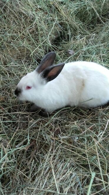 декоративные заборы: Кролики — 22