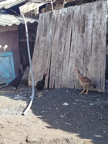 А/ч жаныбарлары үчүн тоюттар: Сатам | Тооктор | Тебиштирүүчү | Көбөйтүү үчүн — 9