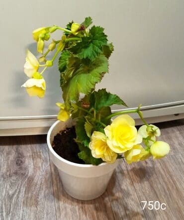 семена свекла: Бегония в горшке. - Пышное цветение крупными махровыми цветами. - — 2