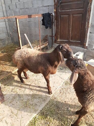 сколько стоит собака доберман: Продаю | Ягненок | Для разведения — 1