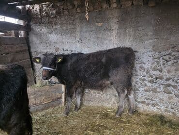 купить чистокровную немецкую овчарку: Продаю | Музоо, торпок | На откорм | Привязанные — 4