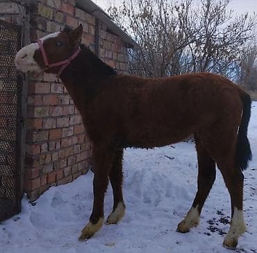 зоомагазин бишкек птицы: Куплю | Лошади, кони | Самовывоз — 2