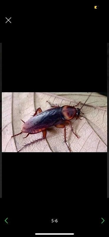 Клининг кызматтары: Дезинфекциялоо, дезинсекциялоо, | Бүргөлөр, Вирустар, микробдор, Канталалар, | Офистер, Транспорт, Батирлер — 3