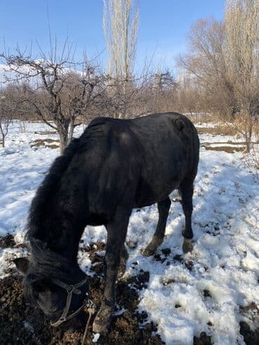 Зоотовары: Продаю | Жеребец | Рабочий — 1