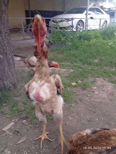 бойцовых: Продаю | Петух | Бойцовая | Для разведения — 4