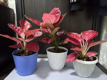 уличные растении: Шлюмбергера (декабрист, рождественский кактус) в горшке. - — 6