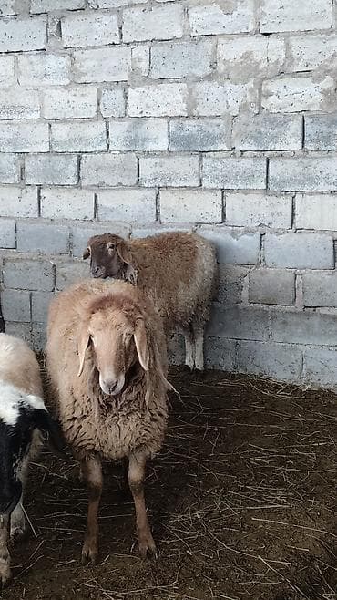 на баран: Продаю | Баран (самец) | Полукровка | На забой | Ярка — 4