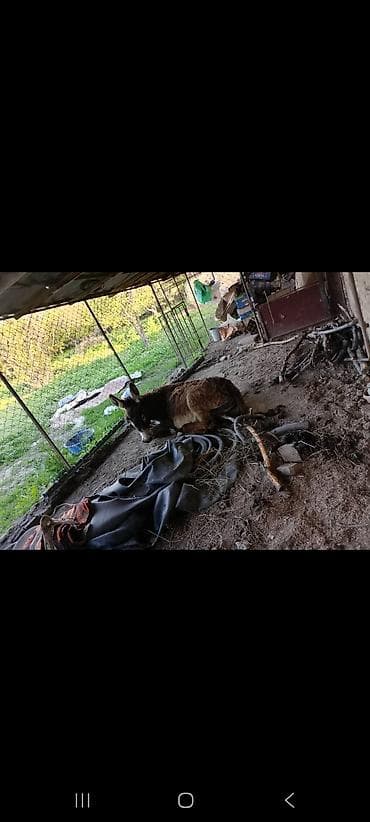 Продаю | Кобыла (самка) | Дончак | Для разведения