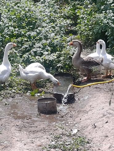 утки и гуси: Продаются белые гуси 2 больших и 4 маленьких, мальким 2 месяца — 3