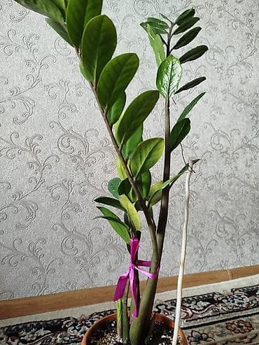 долларовое: Срочно!!!!! Замиокулькас (долларовое дерево) в горшке. - Куст из — 7
