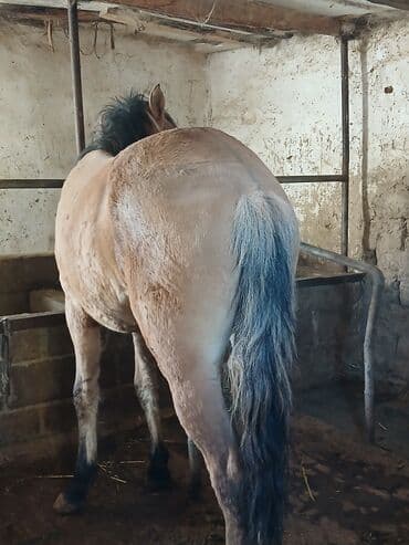 собака доберман цена: Продаю | Жеребец | Рабочий | Племенные — 2