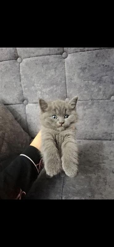 Грызуны: Британский котёнок, окрас(серый). - Порода: британский прямоухой — — 1