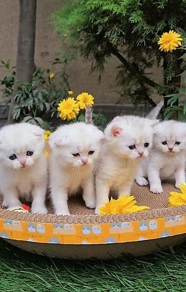 Шотландские котята от красивой пары. Предлагаем для бронирования — 5