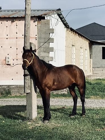 кона: Продаю | Жеребец | Конный спорт | Племенные — 1