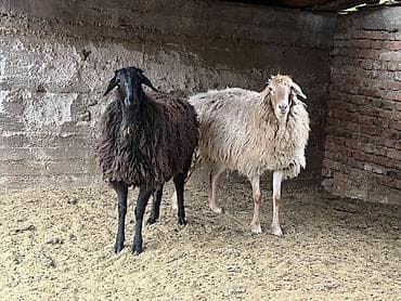 ат минуу: Продаю | Овца (самка) | Для разведения | Матка — 1