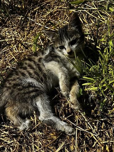 собаки мальтипу: 2 месяца, Девочка, Приучена к лотку — 6