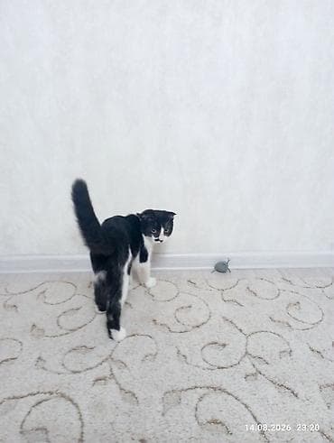 Кошка даром: Скотиш Фолд (Шотландская вислоухая), Мальчик, Приучена к лотку — 5