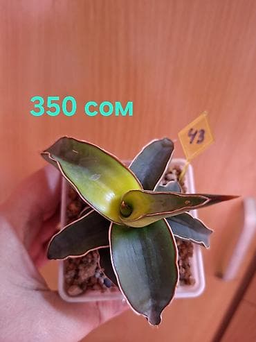 Традесканции: Суккуленты Sansevieria (сансевиерия) в горшках 6–7 см. Компактные — 6