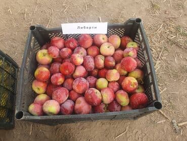 яблоко сочные: Яблоки Оптом — 13