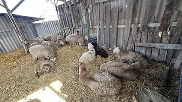 А/ч жаныбарларын сатам: Сатам | Ургаачы кой (ургаачы) | Көбөйтүү үчүн | Ургаачы — 1