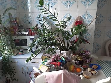 деревия: Замиокулькас (долларовое дерево) в кашпо - Крупное комнатное растение — 4