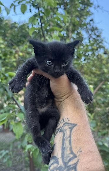 котят бесплатно: БЕЛОВОДСК!!! Черные котята ищут дом 🖤 2 мальчика и 1 девочка. Очень — 1