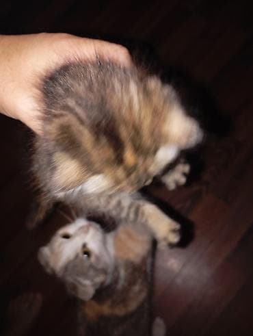 Котята домашние, от молодой кошки. В помёте несколько малышей: -