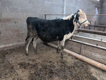 купить собаку хаски: Продаю | Бык (самец) | На откорм — 2