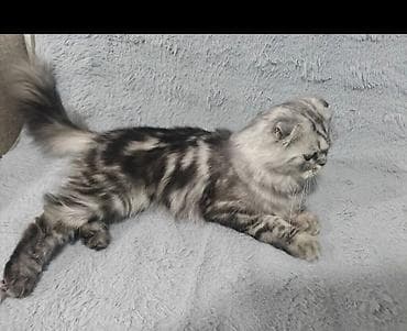 Животные: Скотиш Фолд (Шотландская вислоухая), 1 год, Девочка, Серебристая шиншилла, Приучена к лотку — 2